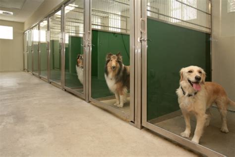 Benefits of the Dog Kennels